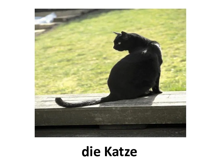 die Katze