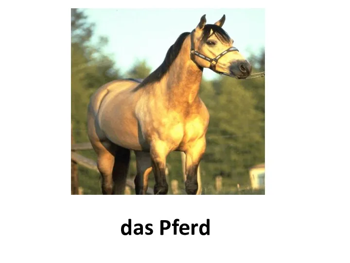 das Pferd