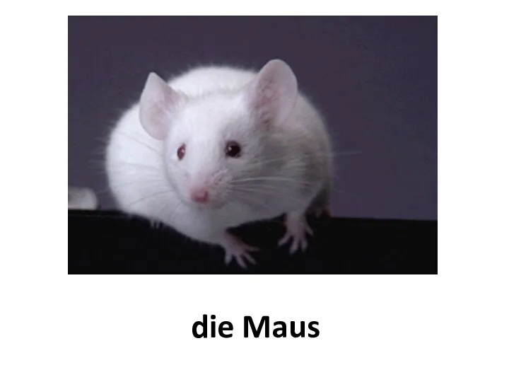 die Maus