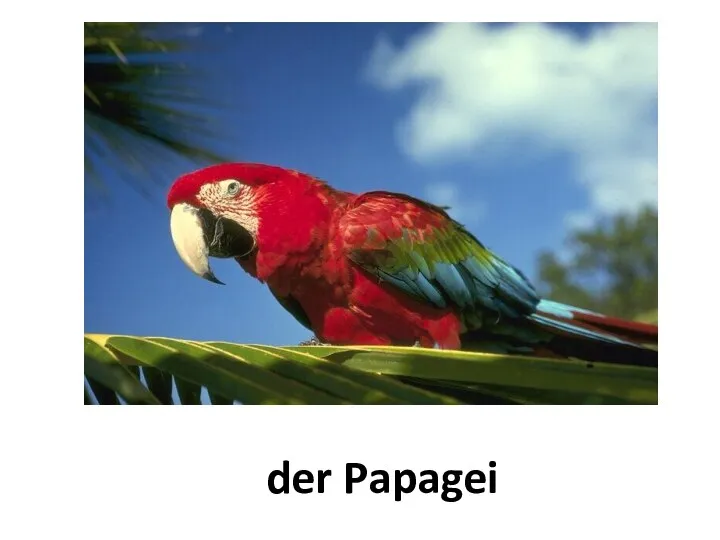 der Papagei