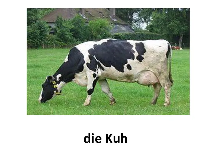 die Kuh