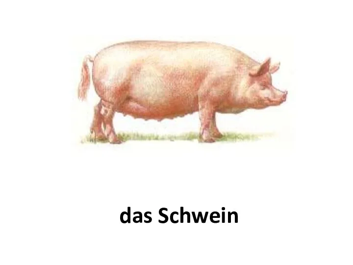 das Schwein