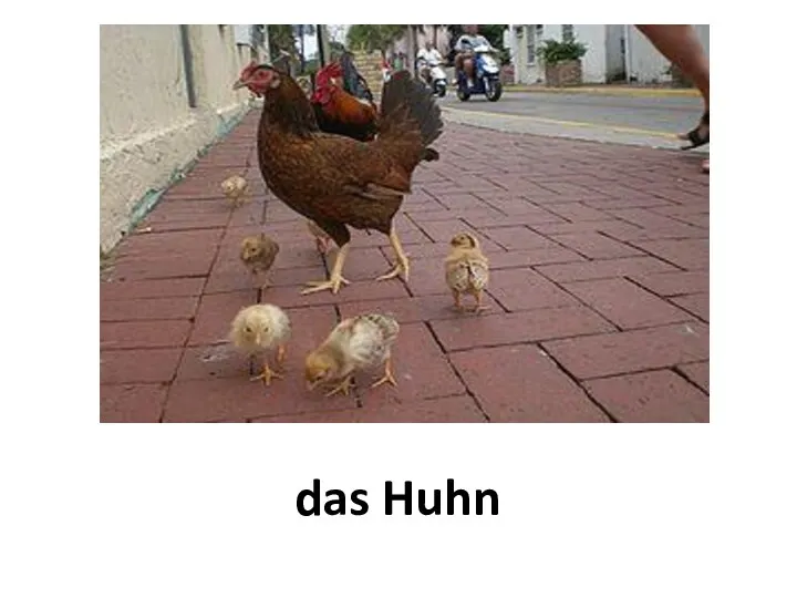 das Huhn