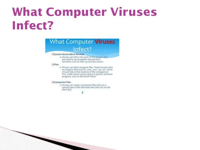 What Computer Viruses Infect?