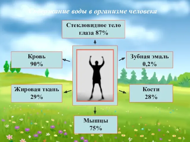 Стекловидное тело глаза 87% Кровь 90% Жировая ткань 29% Зубная