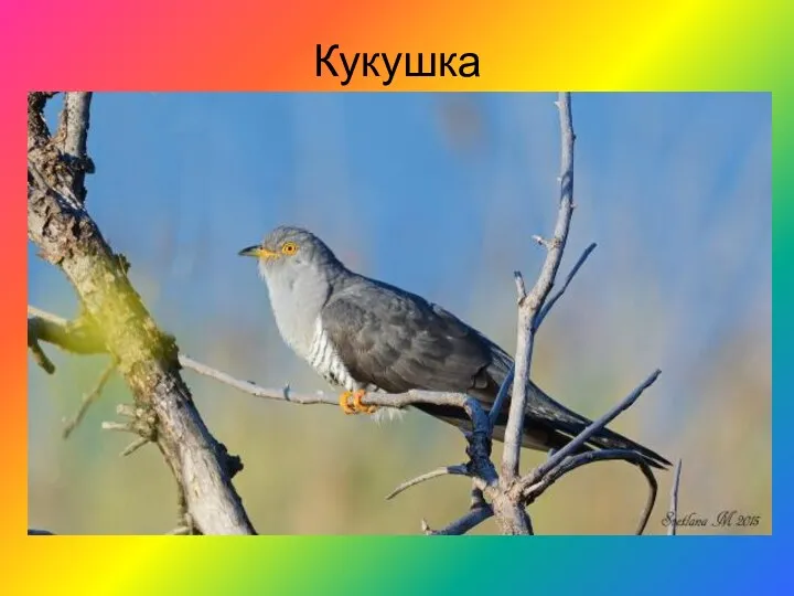 Кукушка