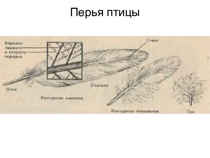 Перья птицы