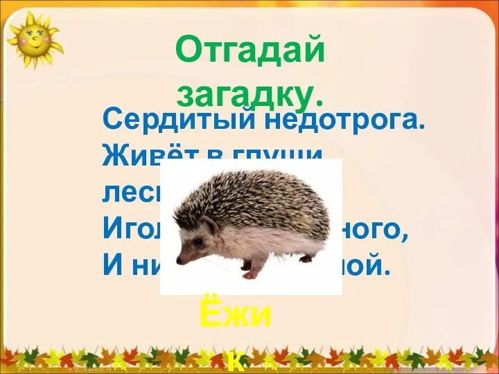 Отгадай загадку. Сердитый недотрога. Живёт в глуши лесной. Иголок очень