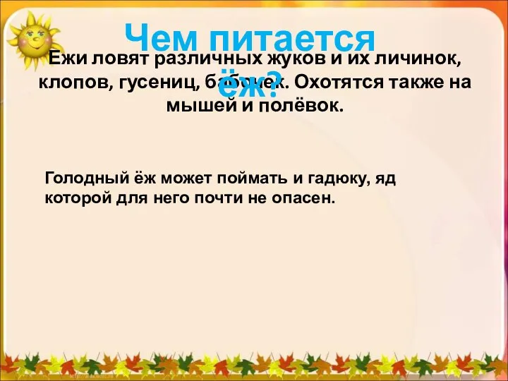 Ежи ловят различных жуков и их личинок, клопов, гусениц, бабочек.