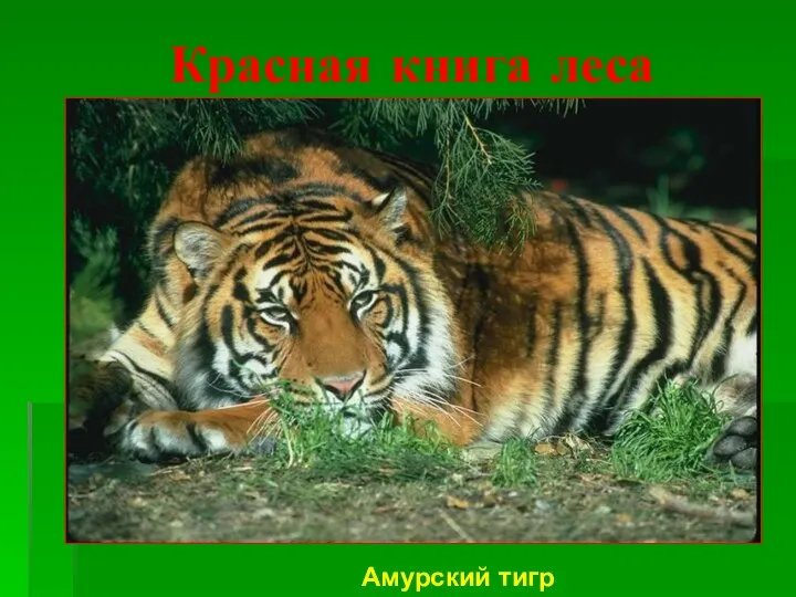 Красная книга леса Амурский тигр