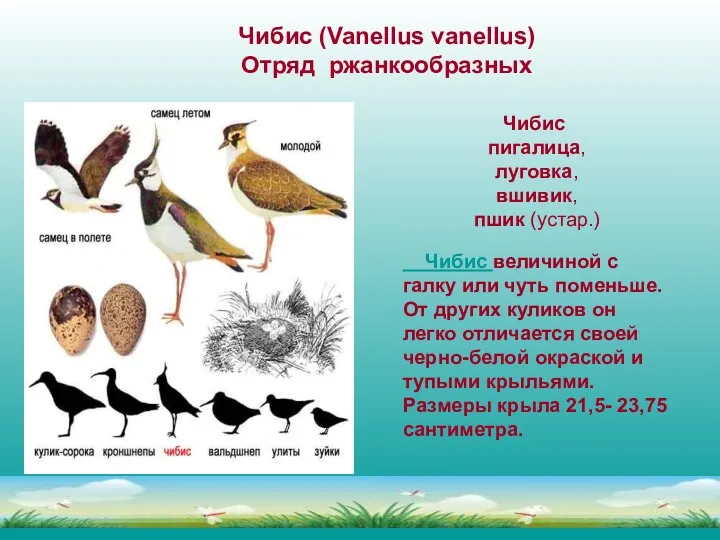Чибис (Vanellus vanellus) Отряд ржанкообразных Чибис пигалица, луговка, вшивик, пшик