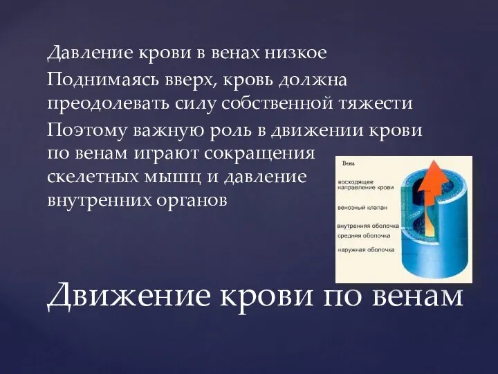 Давление крови в венах низкое Поднимаясь вверх, кровь должна преодолевать