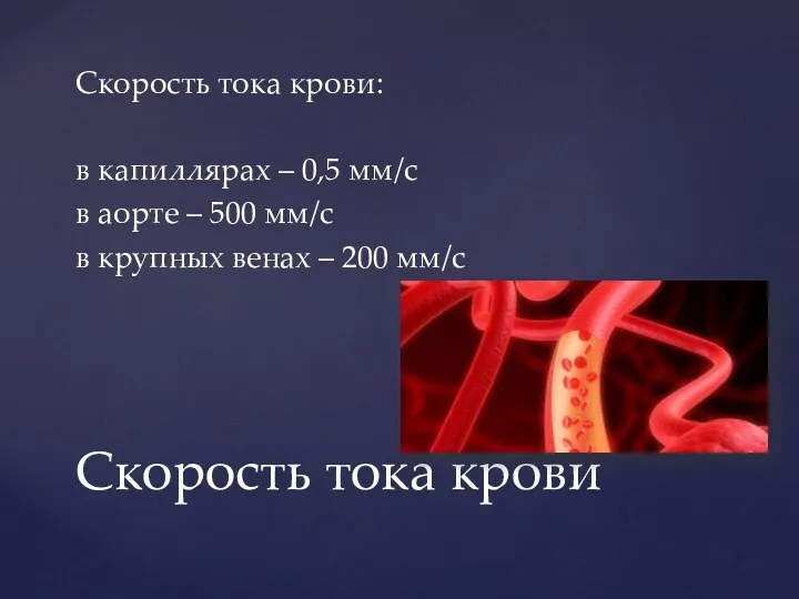 Скорость тока крови: в капиллярах – 0,5 мм/с в аорте