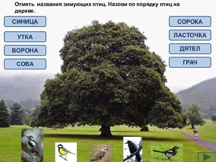 Отметь названия зимующих птиц. Назови по порядку птиц на дереве. СИНИЦА УТКА ВОРОНА