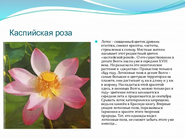 Каспийская роза Лотос – священный цветок древних египтян, символ красоты, чистоты, стремления к