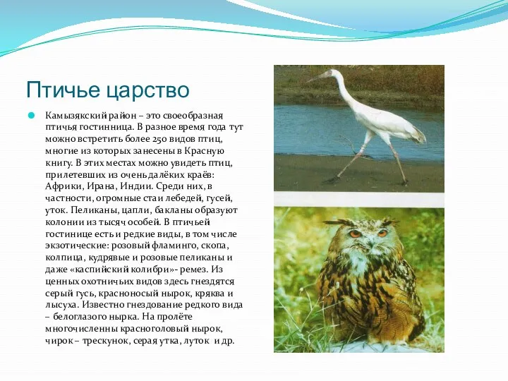 Птичье царство Камызякский район – это своеобразная птичья гостинница. В разное время года
