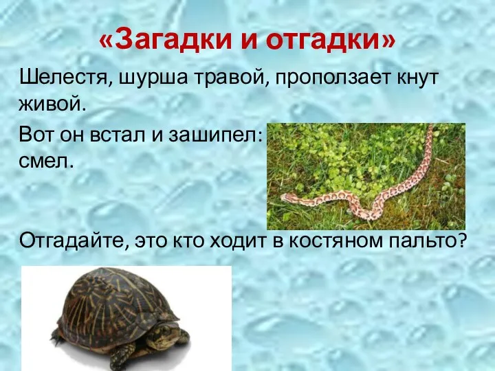 «Загадки и отгадки» Шелестя, шурша травой, проползает кнут живой. Вот