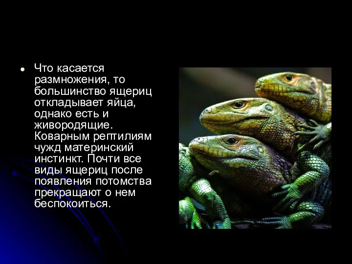 Что касается размножения, то большинство ящериц откладывает яйца, однако есть