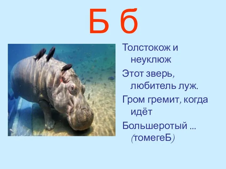 Б б Толстокож и неуклюж Этот зверь, любитель луж. Гром гремит, когда идёт Большеротый ... (томегеБ)