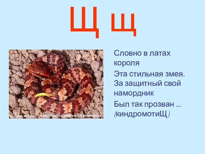 Щ щ Словно в латах короля Эта стильная змея. За