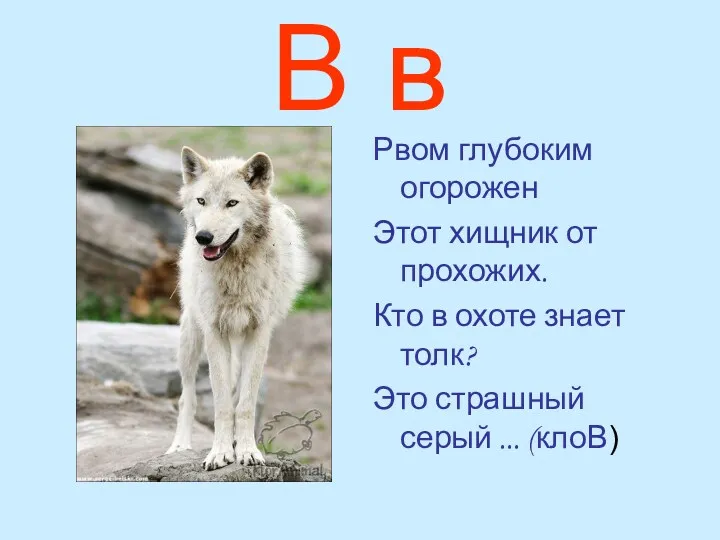 В в Рвом глубоким огорожен Этот хищник от прохожих. Кто