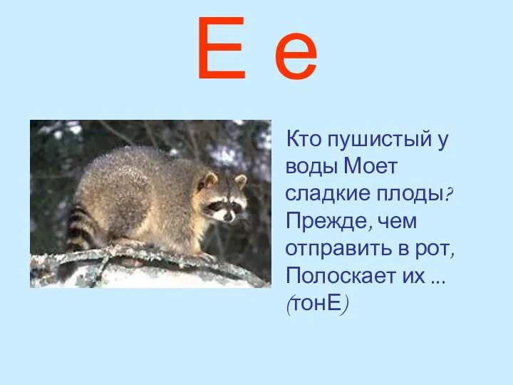 Е е Кто пушистый у воды Моет сладкие плоды? Прежде,