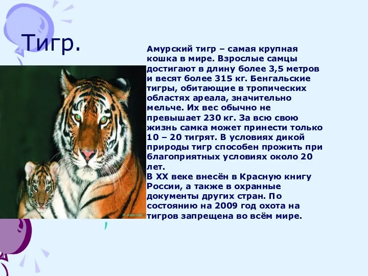 Тигр. Амурский тигр – самая крупная кошка в мире. Взрослые