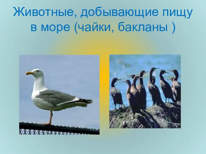 Животные, добывающие пищу в море (чайки, бакланы )