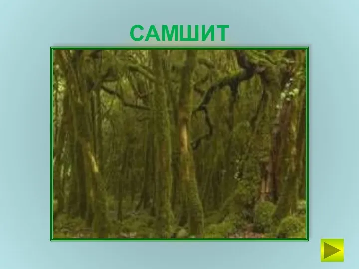 САМШИТ