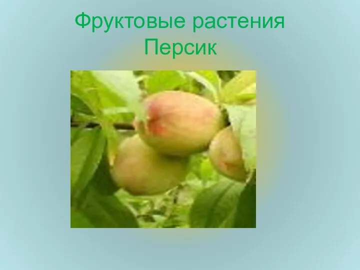 Фруктовые растения Персик