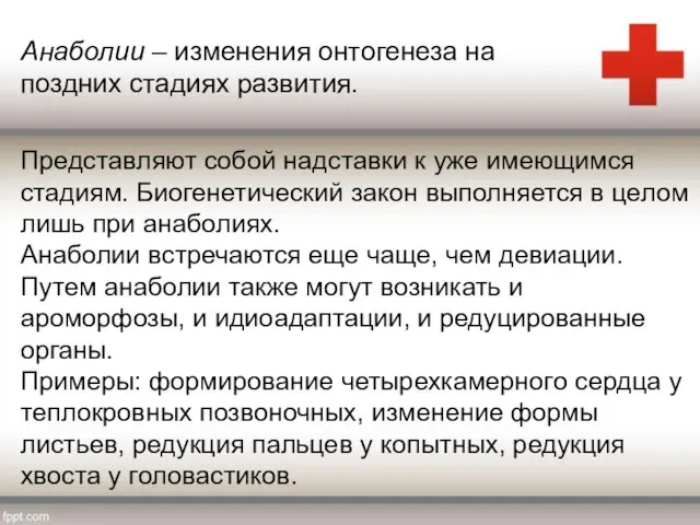 Представляют собой надставки к уже имеющимся стадиям. Биогенетический закон выполняется