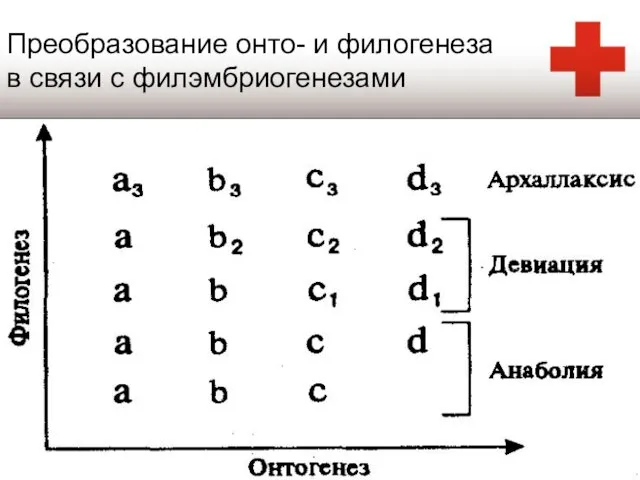 Преобразование онто- и филогенеза в связи с филэмбриогенезами