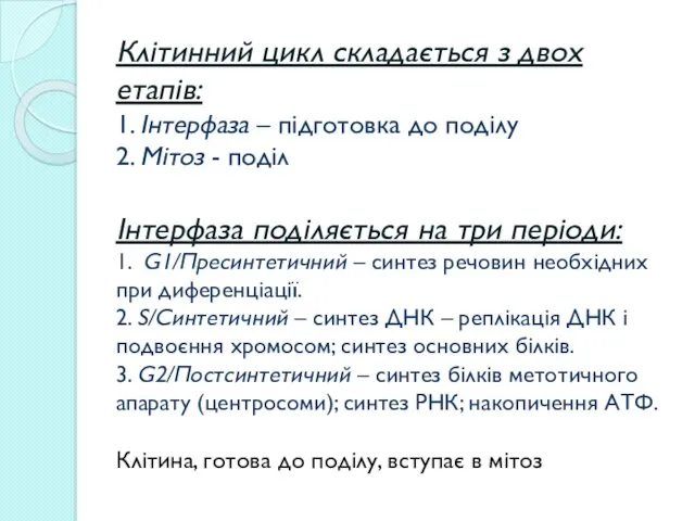 Клітинний цикл складається з двох етапів: 1. Інтерфаза – підготовка