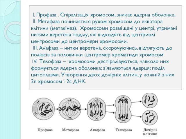 I. Профаза . Спіралізація хромосом, зникає ядерна оболонка. II. Метафаза