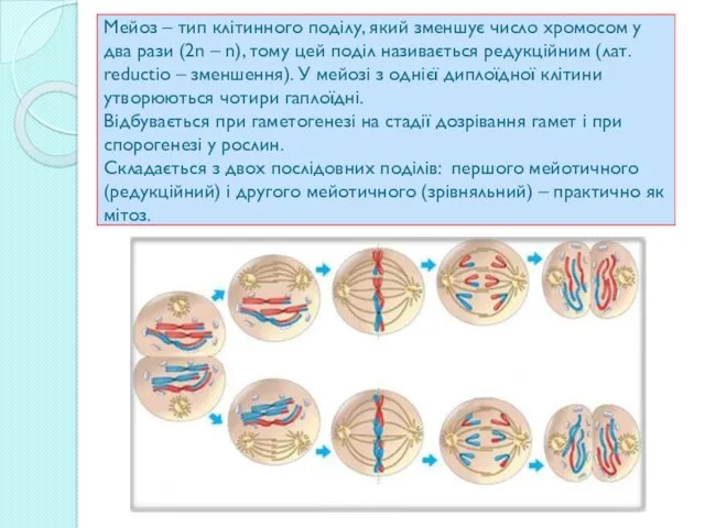 Мейоз – тип клітинного поділу, який зменшує число хромосом у