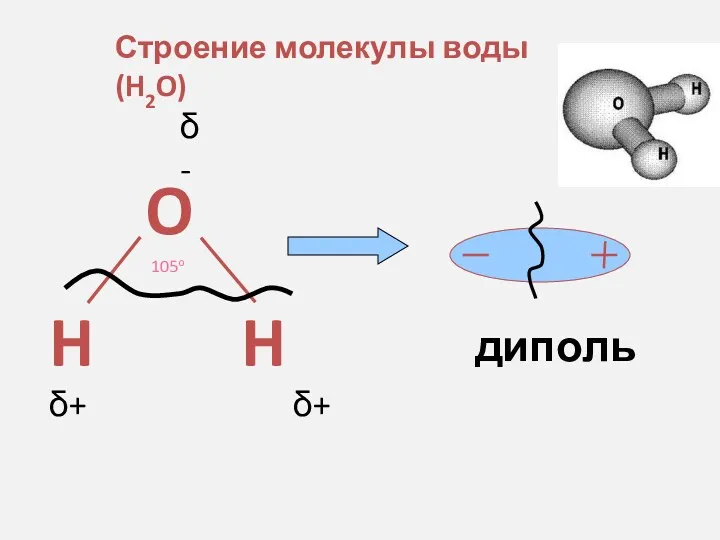 Строение молекулы воды (H2O) δ- δ+ δ+