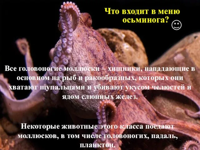 Все головоногие моллюски – хищники, нападающие в основном на рыб и ракообразных, которых