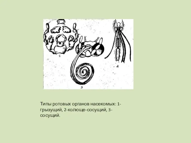 Типы ротовых органов насекомых: 1-грызущий, 2-колюще-сосущий, 3-сосущий.