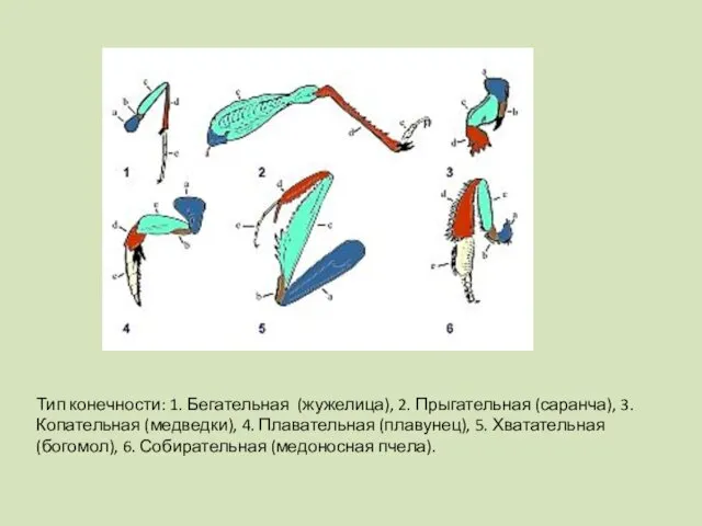 Тип конечности: 1. Бегательная (жужелица), 2. Прыгательная (саранча), 3. Копательная