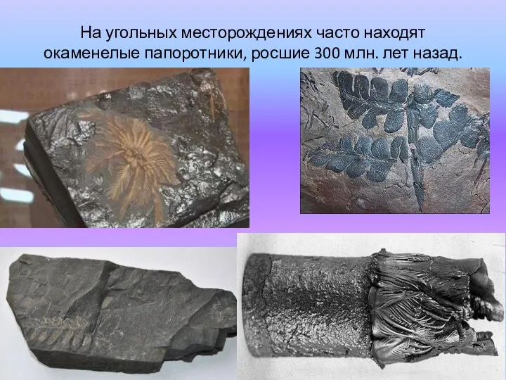 На угольных месторождениях часто находят окаменелые папоротники, росшие 300 млн. лет назад.