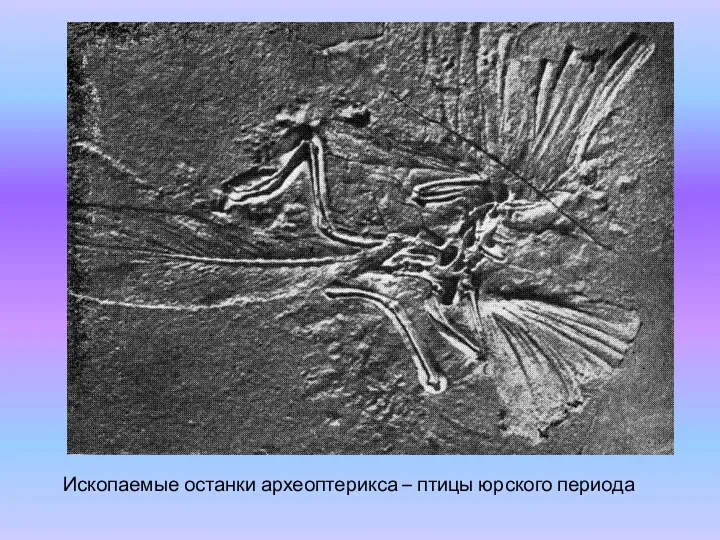 Ископаемые останки археоптерикса – птицы юрского периода