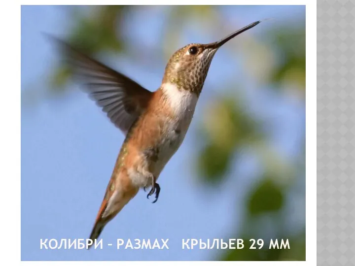 колибри – размах крыльев 29 мм