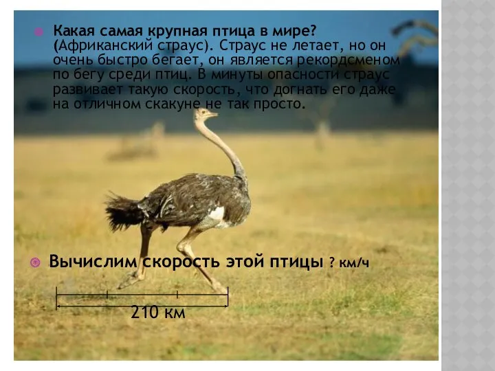 Какая самая крупная птица в мире? (Африканский страус). Страус не летает, но он