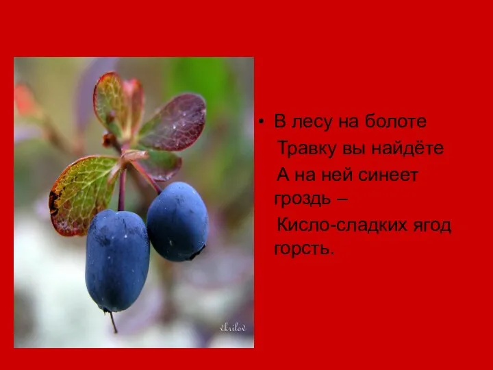 В лесу на болоте Травку вы найдёте А на ней синеет гроздь – Кисло-сладких ягод горсть.