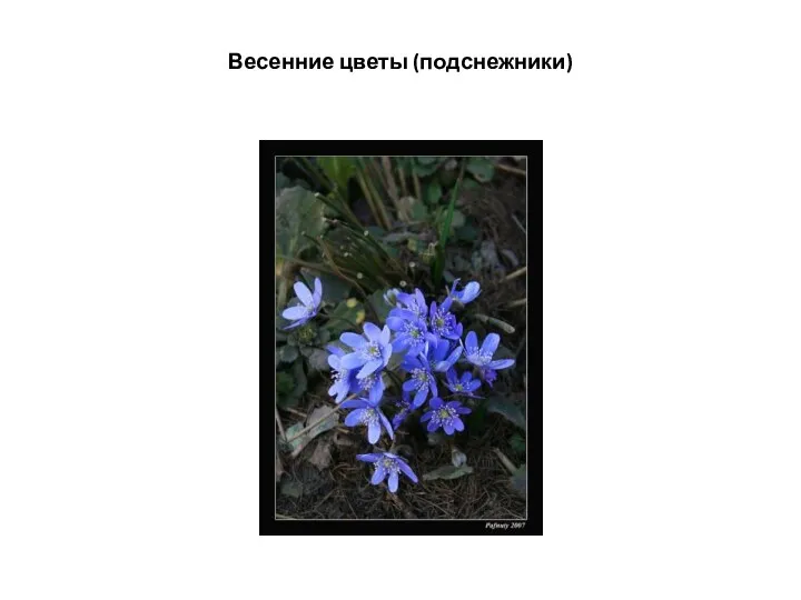 Весенние цветы (подснежники)