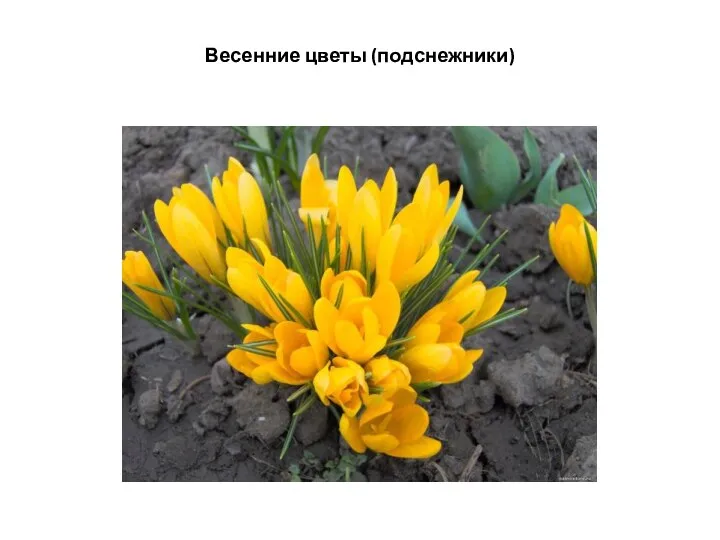 Весенние цветы (подснежники)