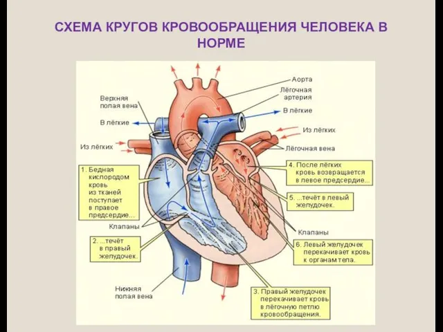 СХЕМА КРУГОВ КРОВООБРАЩЕНИЯ ЧЕЛОВЕКА В НОРМЕ