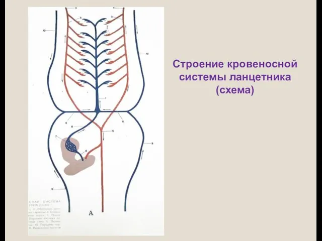 Строение кровеносной системы ланцетника (схема)