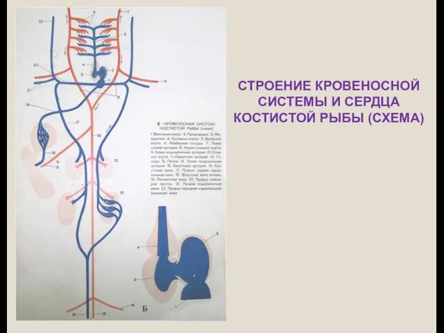 СТРОЕНИЕ КРОВЕНОСНОЙ СИСТЕМЫ И СЕРДЦА КОСТИСТОЙ РЫБЫ (СХЕМА)