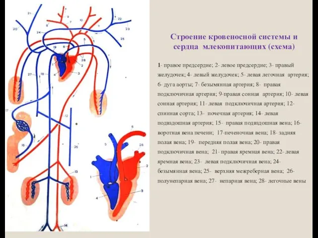 Строение кровеносной системы и сердца млекопитающих (схема) 1- правое предсердие;